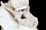 Fossil Crocodile Scute, Vertebra & Bones In Rock #78098-3
